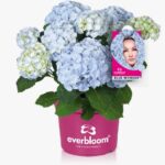 Hydrangea Macrophylla Everbloom Blue