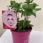Hydrangea Macrophylla Everbloom Pink