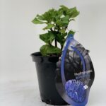  Hydrangea Macrophylla “Blacksteel Blue”
