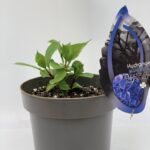  Hydrangea Macrophylla “Blacksteel Blue”