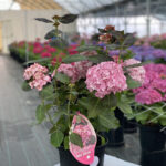  Hydrangea Macrophylla “Miss Saori”