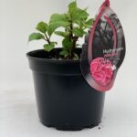  Hydrangea Macrophylla “Blacksteel Pink”