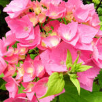  Hydrangea Macrophylla “Blacksteel Pink”