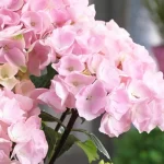  Hydrangea Macrophylla “Blacksteel Flamingo”