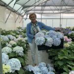 Hydrangea Verena Blue