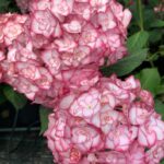 Hydrangea Macrophylla “Miss Saori”