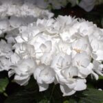  Hydrangea Macrophylla “Coco”