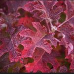  Hydrangea Oak (cu frunza de stejar)