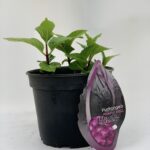  Hydrangea Macrophylla “Blacksteel Purple”