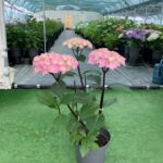 Hydrangea Macrophylla “Blacksteel Flamingo”