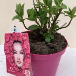 Hydrangea Macrophylla Everbloom Red