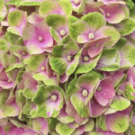 Hydrangea Macrophylla “Ametist”