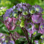  Hydrangea Macrophylla “Blacksteel Purple”