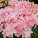  Hydrangea Macrophylla “Romance pink”