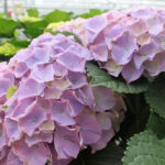 Hydrangea Monet Pink