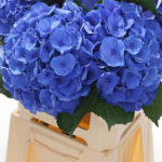 Hydrangea Pompidou Blue