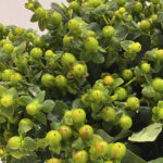 Hypericum Magical Green Revival