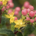 Hypericum Magical Innocence