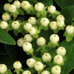 Hypericum Magical White