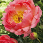 Paeonia Coral Sunset