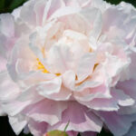 Paeonia Catharina Fontyn
