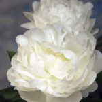 Paeonia Elsa Sass