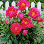 Paeonia Paula Fay