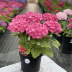Hydrangea Macrophylla “Pink Ball”