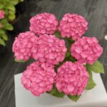Hydrangea Macrophylla “Pink Ball”