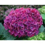  Hydrangea Macrophylla “Purple Ball”
