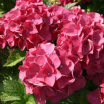  Hydrangea Macrophylla “Red Ball”