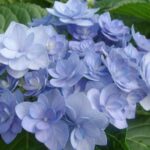  Hydrangea Macrophylla “Romance blue”