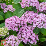  Hydrangea Macrophylla “Ayesha”