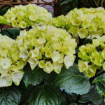  Hydrangea Macrophylla “Blacksteel White”