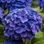  Hydrangea Macrophylla “Blue Ball”