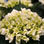  Hydrangea Macrophylla White Ball