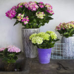  Hydrangea Macrophylla “Purple Ball”