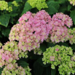 Hydrangea Macrophylla “Together Pink”