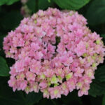Hydrangea Macrophylla “Together Pink”