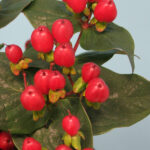 Hypericum Magical Impression