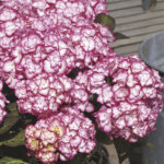 Hydrangea Macrophylla “Miss Saori”