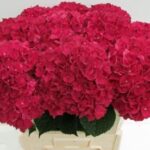 Hydrangea Red King