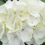 Hydrangea Macrophylla Everbloom White
