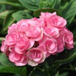 Hydrangea Macrophylla Papillon