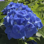  Hydrangea Macrophylla “Blacksteel Blue”