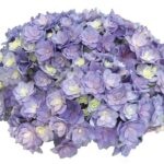  Hydrangea Macrophylla “Together blue”
