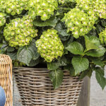 Hydrangea Verdi