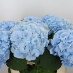 Hydrangea Verena Blue