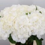 Hydrangea Verena White