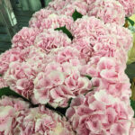 Hydrangea Verena Pink